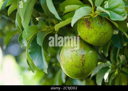 Avocados on tree, selective focus. Stock Photo