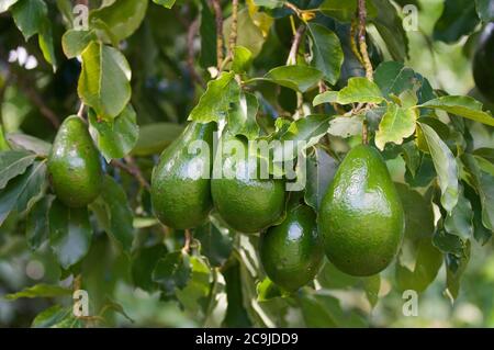 Bunch of ripe avocados, selective focus. Stock Photo