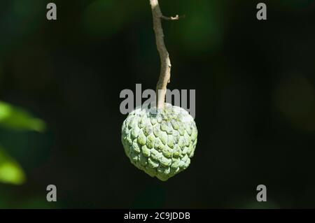 Sugar apple, selective focus. Stock Photo