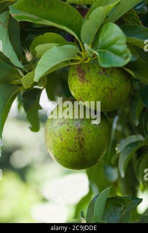 Ripe avocados, selective focus. Stock Photo