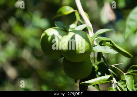 Limes on the branch. Close-up, selective focus. Stock Photo