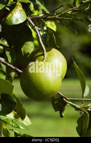 Grapefruits ripening in the sun. Selective focus. Stock Photo