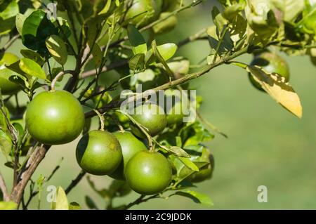 Grapefruit tree, selective focus. Stock Photo