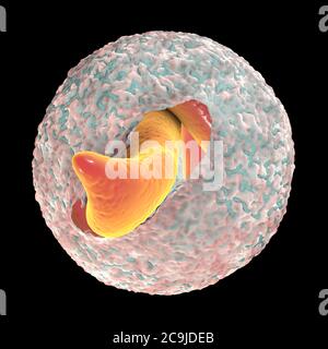 Release of Cryptosporidium parvum sporozoites from oocyst, computer ...