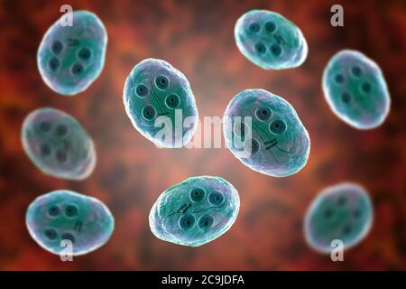 Cyst of Giardia intestinalis protozoan, formerly known as G. lamblia or Lamblia intestinalis, computer illustration, A flagellated parasite that repro Stock Photo
