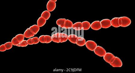 Computer illustration of Streptococcus thermophilus, Gram-positive, coccoid prokaryote (bacterium). Streptococcus thermophilus (also known as: Strepto Stock Photo