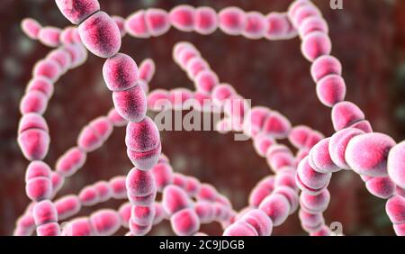 Computer illustration of Streptococcus thermophilus, Gram-positive, coccoid prokaryote (bacterium). Streptococcus thermophilus (also known as: Strepto Stock Photo