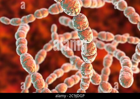 Computer illustration of Streptococcus thermophilus, Gram-positive, coccoid prokaryote (bacterium). Streptococcus thermophilus (also known as: Strepto Stock Photo