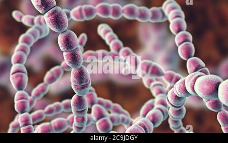 Computer illustration of Streptococcus thermophilus, Gram-positive, coccoid prokaryote (bacterium). Streptococcus thermophilus (also known as: Strepto Stock Photo