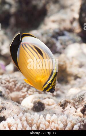 Blacktail butterflyfish (Chaetodon austriacus), swimming, Egypt, Red ...