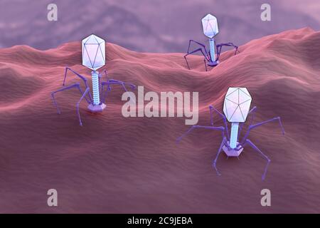 Computer illustration of multiple bacteriophages. Bacteriophages are viruses that infect bacteria. They are used in phage therapy. Stock Photo