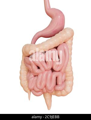 Computer illustration of the digestive system, showing the stomach, small intestine and large intestine including appendix, rectum. Stock Photo
