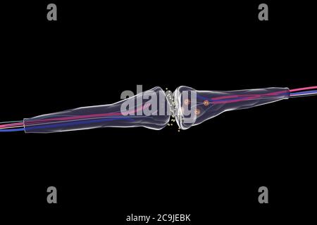 Nerve synapse. Computer artwork of a junction, or synapse, between two ...