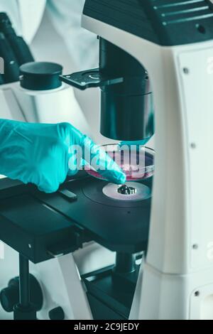 petri dish under a light microscope Stock Photo - Alamy