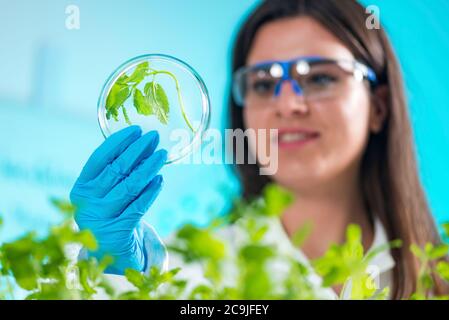 Botanist examining plant samples in petri dish. Stock Photo