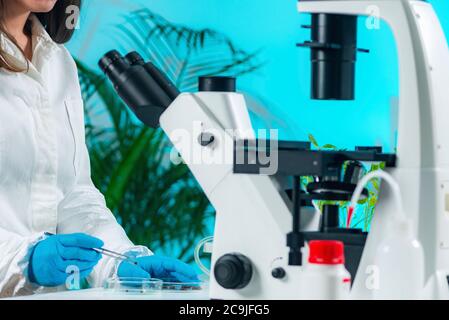 Biologist woman working with seeds in plant lab. Stock Photo