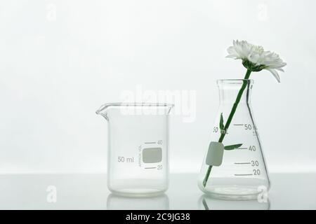 clear beaker and glass flask with white blooming natural flower in science cosmetic laboratory background Stock Photo