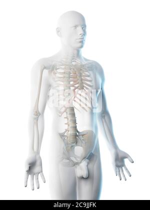 Upper body bones, computer illustration. Stock Photo