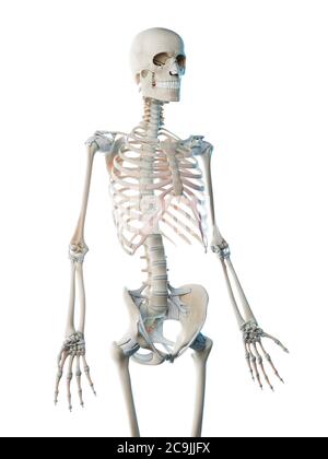 Upper body bones, computer illustration. Stock Photo