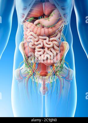 Male abdominal organs, computer illustration. Stock Photo