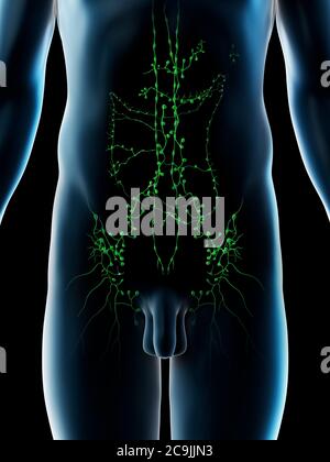 Abdominal lymph nodes, computer illustration. Stock Photo