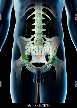 Abdominal lymph nodes, computer illustration. Stock Photo