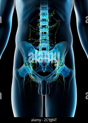 Abdominal lymph nodes, computer illustration. Stock Photo