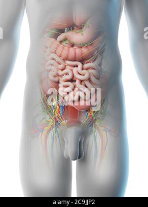 Male abdominal organs, computer illustration. Stock Photo