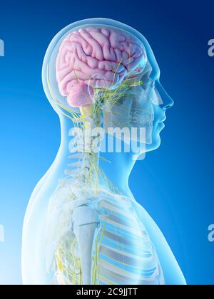 Male brain, computer illustration Stock Photo - Alamy