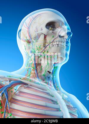 Head and neck anatomy, computer illustration. Stock Photo