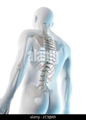 Upper body bones, computer illustration. Stock Photo