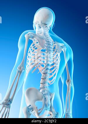 Upper body bones, computer illustration. Stock Photo