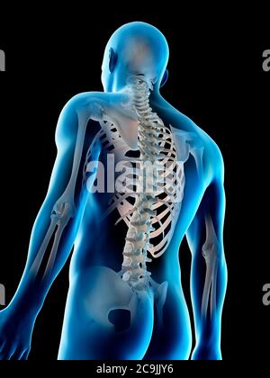 Upper body bones, computer illustration. Stock Photo