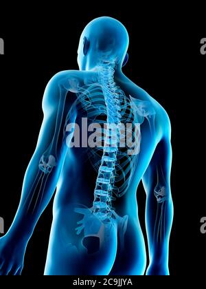 Upper body bones, computer illustration. Stock Photo