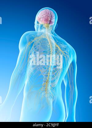 Nerves of the upper body, computer illustration. Stock Photo