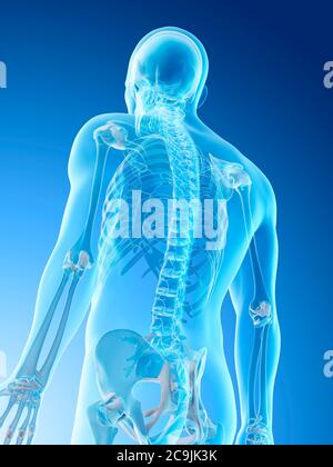 Upper body bones, computer illustration. Stock Photo