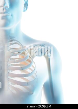 Shoulder bones, computer illustration. Stock Photo