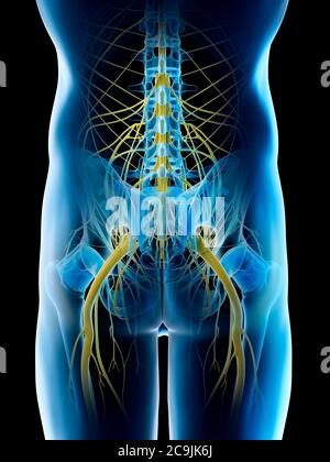 Nerves of the male pelvis, computer illustration. Stock Photo