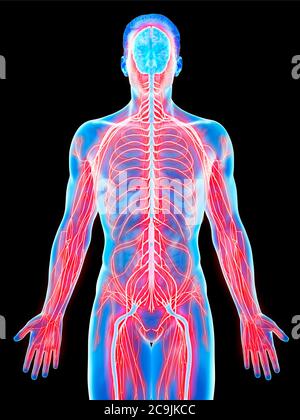 Nervous system, computer illustration Stock Photo - Alamy