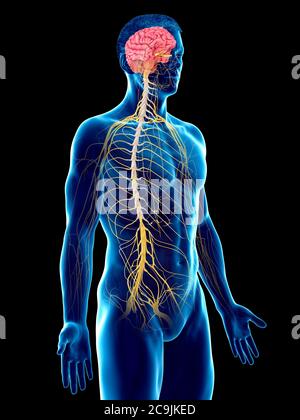 Nervous system, computer illustration Stock Photo - Alamy