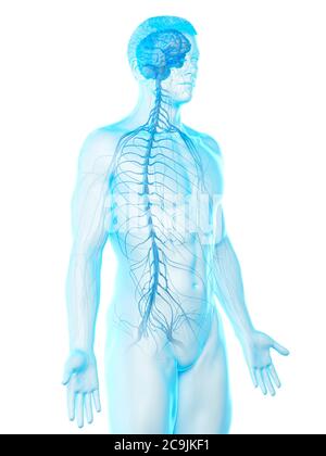 Nervous system, computer illustration Stock Photo - Alamy