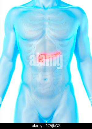 Pancreas anatomy, computer illustration. Stock Photo