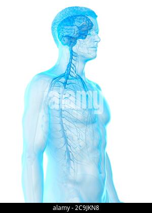 Nervous system, computer illustration Stock Photo - Alamy
