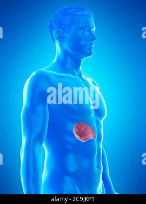 Spleen, computer illustration Stock Photo - Alamy