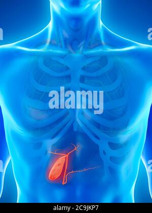 Gallbladder, computer illustration. Stock Photo