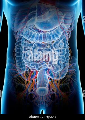 Abdominal anatomy, computer artwork Stock Photo - Alamy