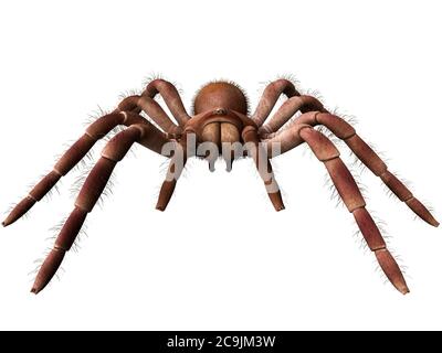 Goliath birdeater tarantula (Theraphosa blondi), computer illustration ...