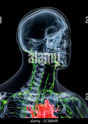 Lymphatic system of the neck, computer illustration. Stock Photo