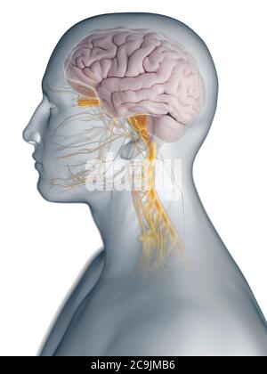 Nervous system, computer illustration Stock Photo - Alamy