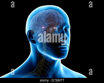 Amygdaloid body, computer illustration. Stock Photo